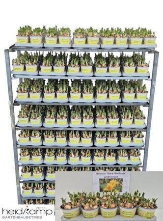 Narcis D Tete Boucle