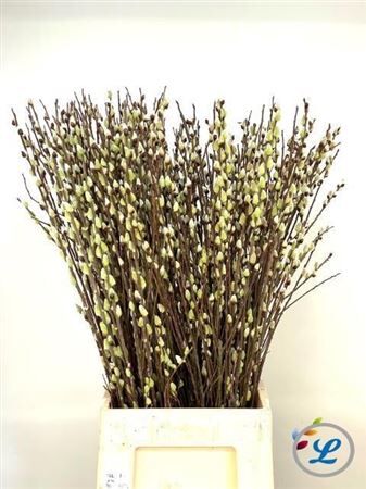 Salix Wilgenkatjes Green Nature