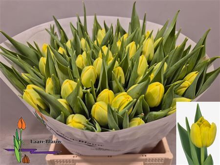 Tu Du Double Trouble