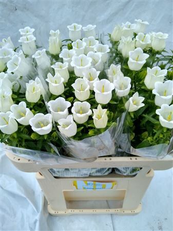 Camp M Champion White