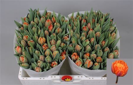 Tu Du Orange Princess