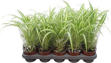 Chlorophyttum Variegatum