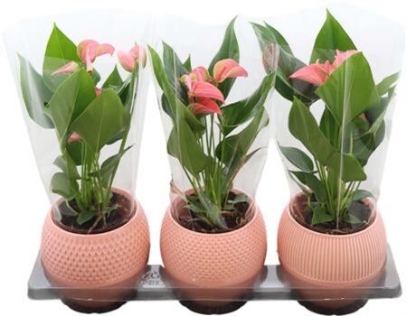 Anthu An Joli Bol Pot Keramiek