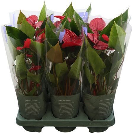 Anthu An Picanta Red