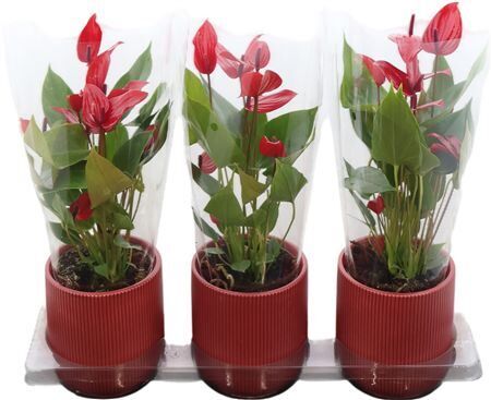 Anthu An Lava -keramiek