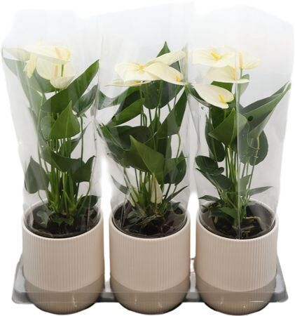 Anthu An White Keramiek