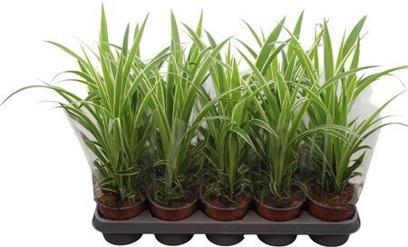 Chlorophyttum Comosum