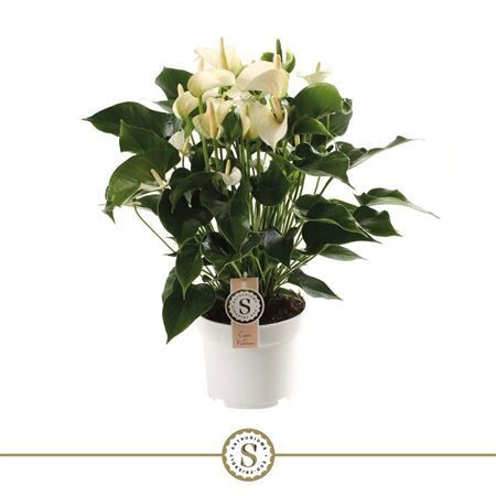 Anthu St White Champion