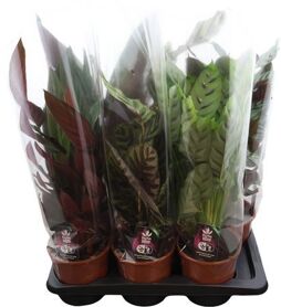 Calathea Luxe Mix