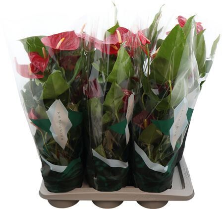 Anthurium Nevada 17cm