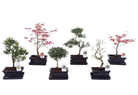 Bonsai (outdoor) Gemengd