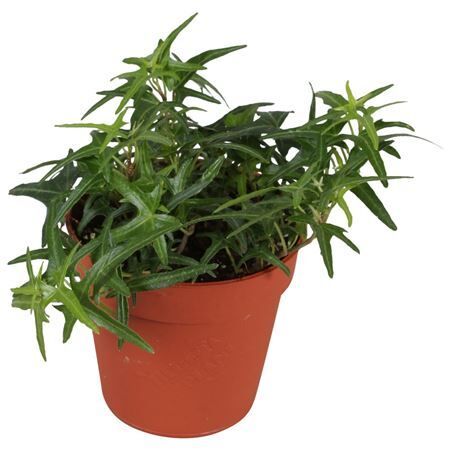 Hed He Sagittaefolia