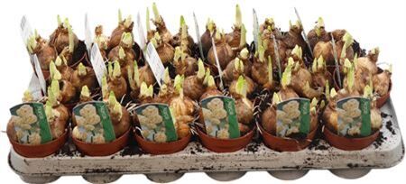 Narc Dubbele Grp Bridal Crow