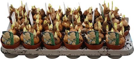 Narc Dubbele Grp Bridal Crow