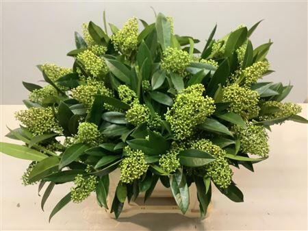 Skimmia C Kew Green Bs