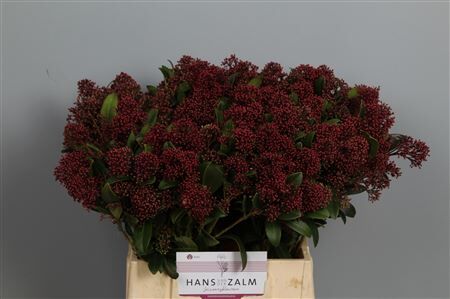 Skimmia J Rubella Bs