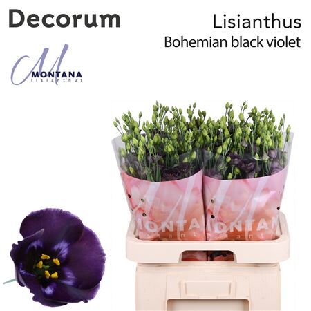 Eus E Bohemian Black Violet