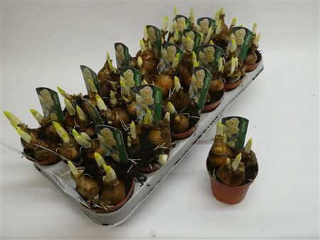 Narc Dubbele Grp Bridal Crow