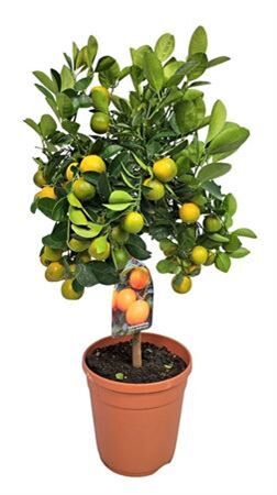 Citrus Calamondin Stam
