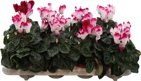 Cycl Indiaka Magenta