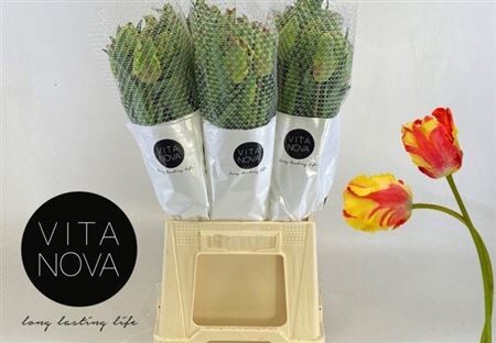 Tu Fr Pa Flaming Parrot