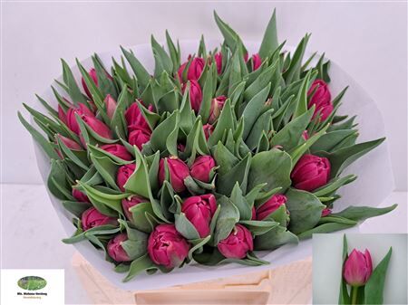 Tu Du Double Princess