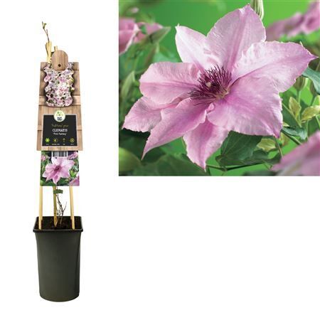 Clematis Pink Fantasy