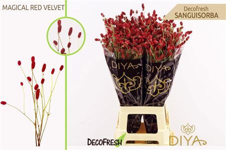 Sanguisorba Of Mag R Velvet