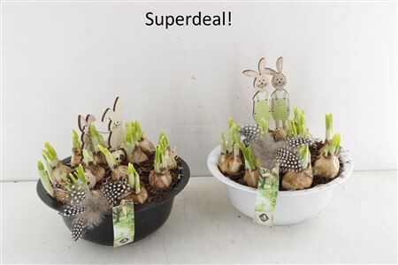 Arr5 Narcis Zinken Schaal Zwart/wit