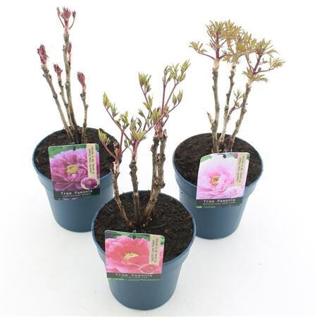 Paeonia Suffruticosa