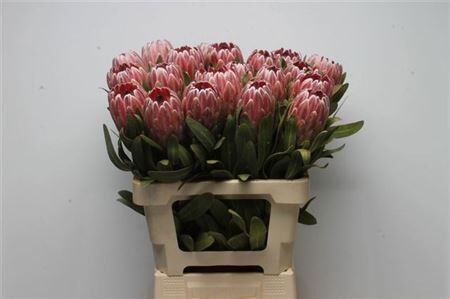 Protea Pink Ice