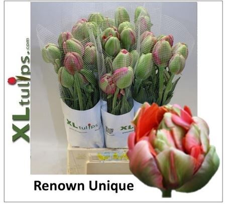 Tu Fr Du Renown Unique