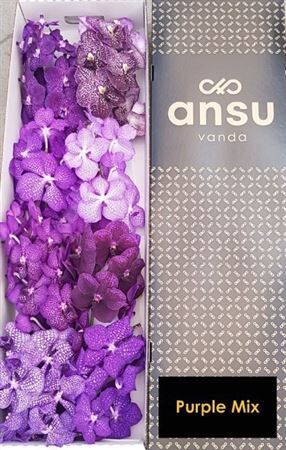 Vanda T Purple Mix