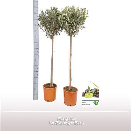 Olea Op Stam