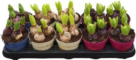 Hyacin Gem 3 Pp Ton Sur Ton