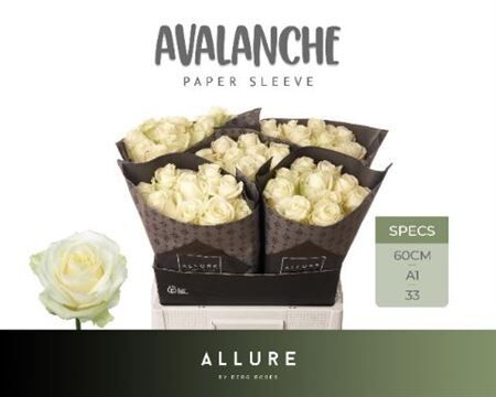 R Gr Avalanche