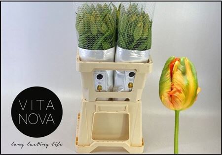 Tu Fr Pa Avignon Parrot