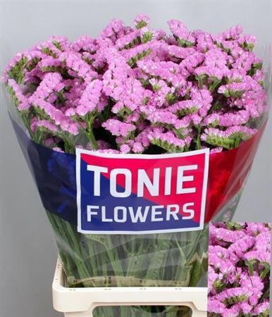 Lim S Rosella Sun Birds