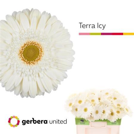 Ge Gr Terra Icy