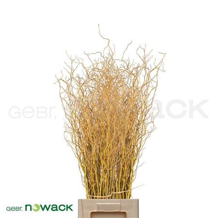 Salix Kronkelwilg Geel 100-120 Per Bos