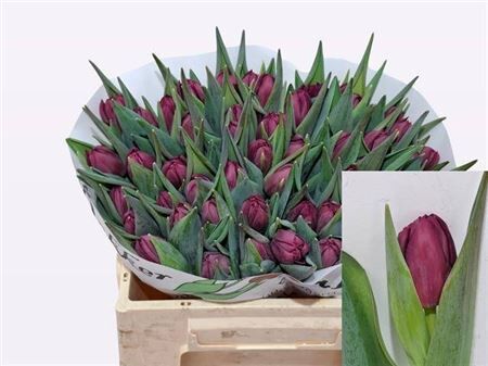 Tu Du Alison Bradley