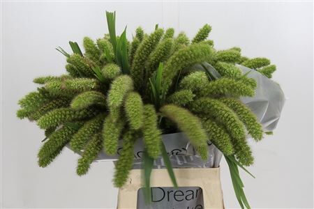 Siergras Setaria It Volle Melk