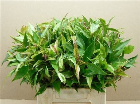 Leucothoe Walteri Rainbow