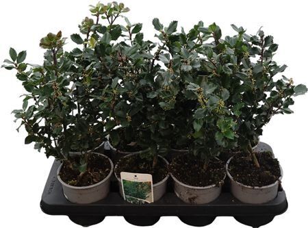 Ilex Mes Blue Princ
