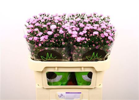 Aster Double Date Pink
