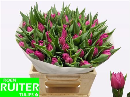 Tu Du Double Princess