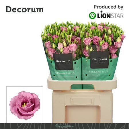 Eus G Rosita Rose Pink