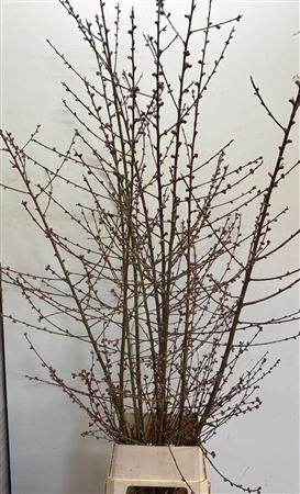 Prunus Red Xl