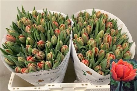 Tu Du Hermitage Double