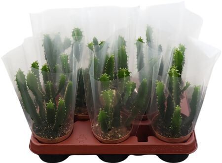 Euphorbia Triangularis